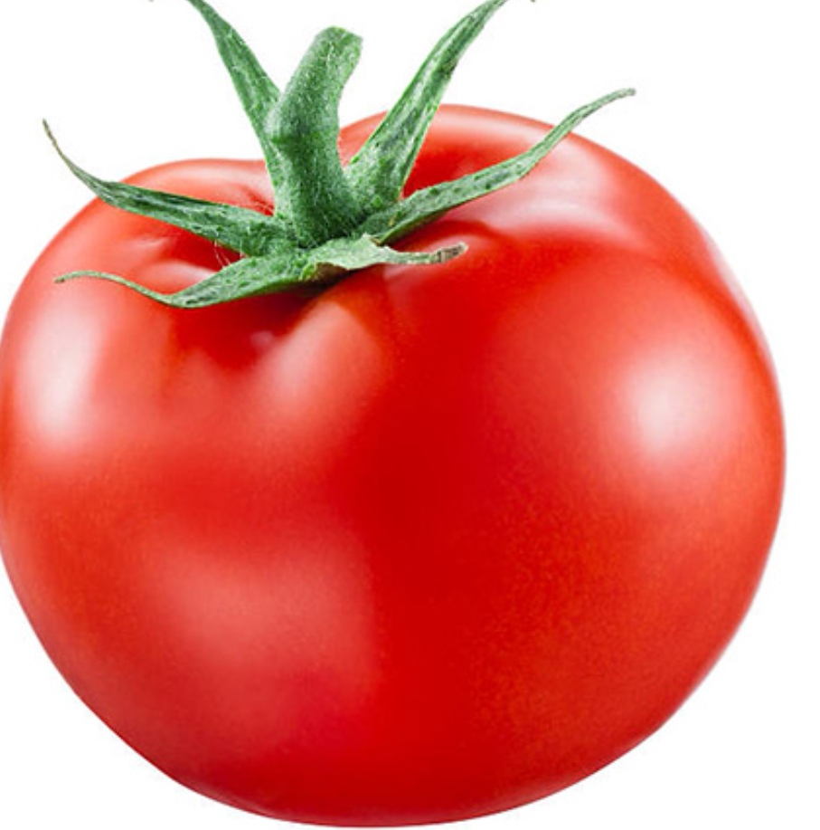 طماطم 